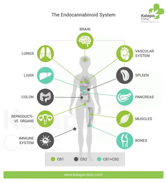 Unveiling the Hidden Power Within: Exploring the Endocannabinoid System with RealBud Camo - RealBud Camo